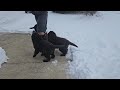 Newfoundland dogs for sale: Theo - Video 3