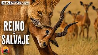 MUCHO MÁS ALLÁ DE ÁFRICA | Las Batallas Más Salvajes del Reino Animal | Mega Documental 4K