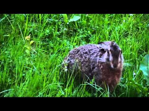 Hasenzahn vs. Löwenzahn