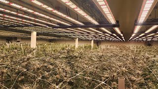Building a 300 LIGHT COMMERCIAL GROW FACILITY!!! PART 5