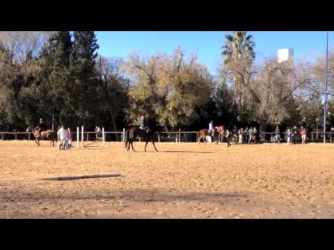 Pegaso en adiestramiento y saltando 1 m