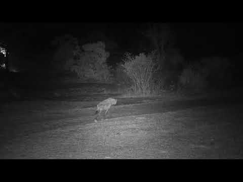 Djuma: Lone Hyena walks up the road - 03:28 - 09/17/19