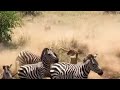 Lioness Gets Stampeded By Zebras She S Trying To Hunt