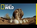 How to Protect Ostrich Eggs | Animal All-Stars