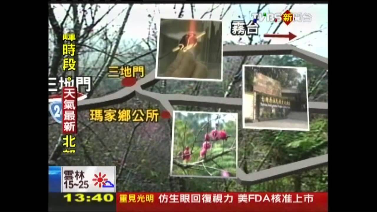 屏東桃、杏花綻放!南投櫻花開 人擠爆
