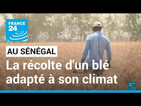 Sénégal : un blé adapté à son climat, des chercheurs sénégalais récoltent un blé expérimental