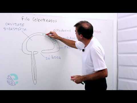 Filo celenterados: características gerais