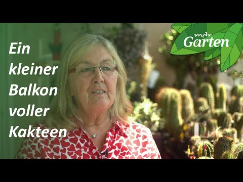 Garten-Inspiration: Kakteenwelt auf dem Balkon | MDR Garten