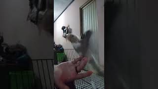 Download lagu parkit Australia WF mp3