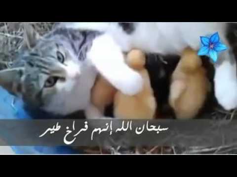 سبحانك ربي ماأعظمك