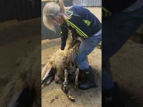 , title : 'Shearing sheep'