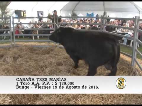 19-08-16 Venta de Toros A.A. P.P. - Cabaña Tres Marìas - Bunge.