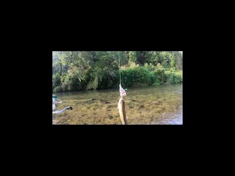 Pesca en hermoso rio Ramadillas #lineadepesca #pesca #fishing #trucha #biobio #concepción #salmon