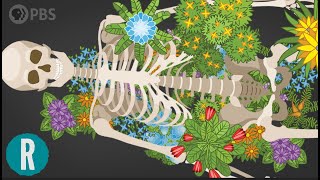 Are Human Burial Practices Messing Up Earth’s Ecosystems?