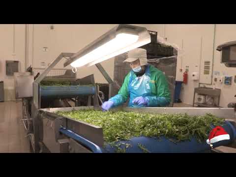 Može bolje ep. 91 31.12.2018. - Proizvodnja salate u zaštićenom prostoru