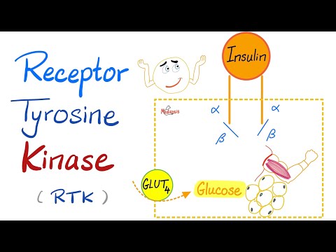 Insulin Receptor Tyrosine Kinase (RTK) - How insulin works - Diabetes Mellitus - Sugar (Glucose)