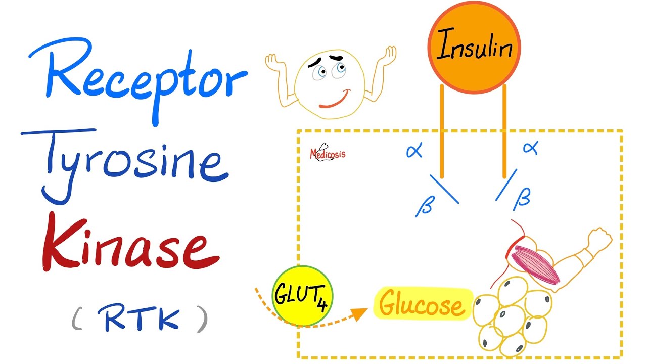 Insulin Receptor Tyrosine Kinase (RTK) - How insulin works