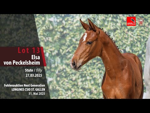 KN 13 Elsa von Peckelsheim – Stute (mare) v. Ermitage Kalone – Cornet Obolensky – Pilot