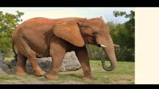 talk talk - such a shame