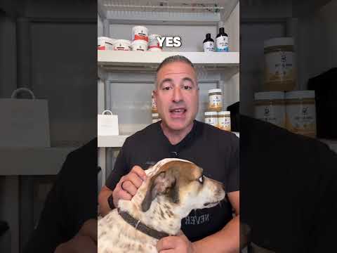 Can dogs eat turkey? #thanksgiving #dog #dognutrition #dogfood #doghealth