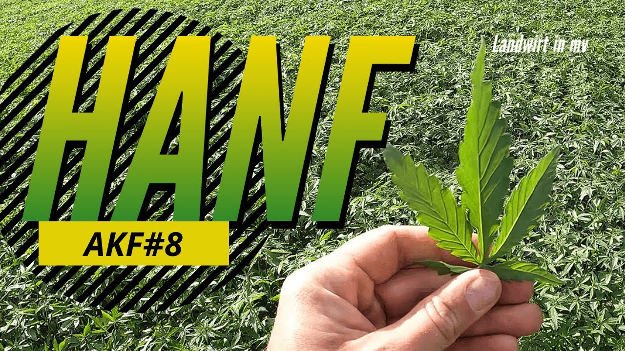 Watch Un Rezervor Cubic Cu Latura De 0 8 M Now AKF #8 Hanf, ÖL-Lein, Kichererbsen, Sojabohne