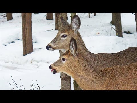 나를 알아보는 사슴 모녀