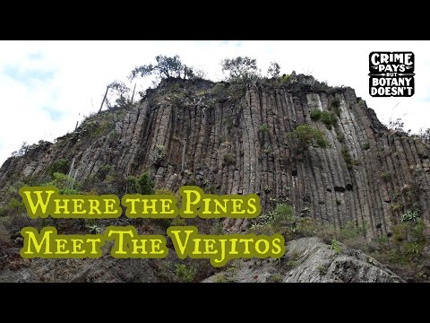 Hidalgo, Mexico: Pines, Viejitos & Permaculture Living