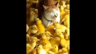 САМЫЕ ТОПОВЫЕ ПРИКОЛЫ КОТИКИ СЕНТЯБРЬ 2018, СМЕШНО ДО СЛЕЗ, РЖАКА ПРИКОЛЮХА