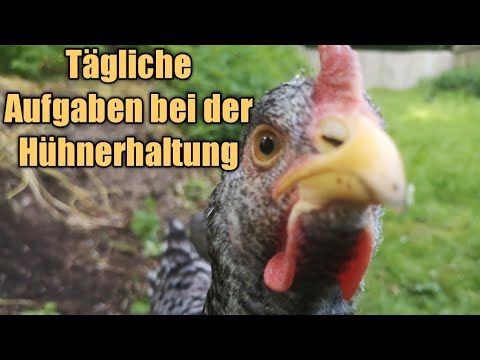 Tägliche Aufgaben bei der Hühnerhaltung
