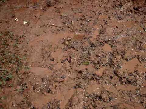 Vico Fadel - No Deserto do Alemao