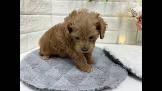 ハーフ犬の動画01