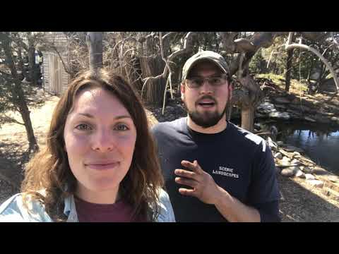 Tuesday Tips & Tricks: Pruning Your Weeping Trees