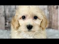 Maltipoo dogs for sale: Boy Alfie - 0008 - Video 1