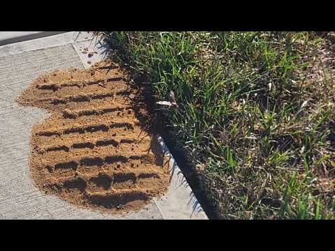 Caught a Cicada Killer Wasp During Dinner in...