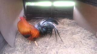 Birds at suzukilouie pinnon hatch farm