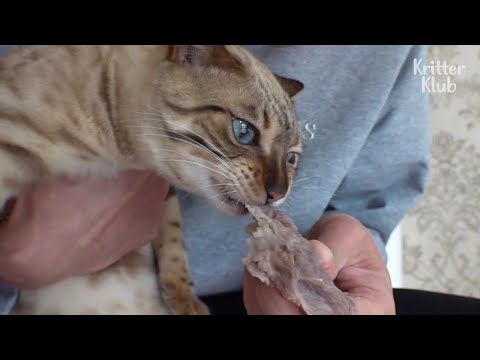 Bengal Cat Begs For A Bite Of Every Human Food In The World (Part 1) | Kritter Klub