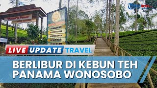 Asyiknya Berlibur di Kebun Teh Panama Wonosobo, Cuma Rp 10 Ribu Bisa Menjelajah dan Berburu Foto