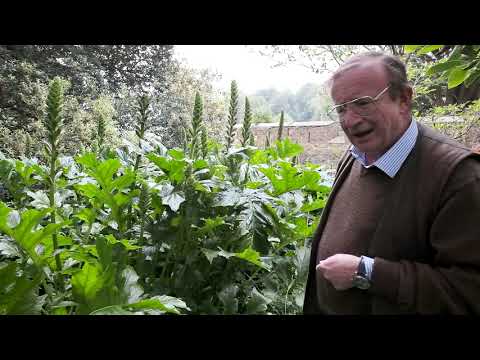 download lagu mp3 mp4 Acanthus, download lagu Acanthus gratis, unduh video klip Acanthus