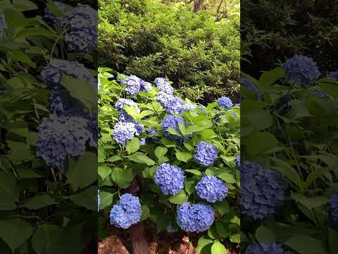 アジサイの開花を促進するのに最適なマルチは何ですか?  庭園