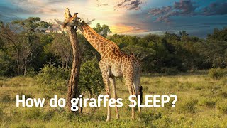 How do giraffes sleep? | Lowest amount of sleep in the animal kingdom