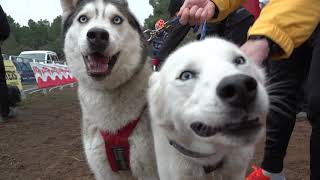 Campeonato Mushing Ólvega 2021