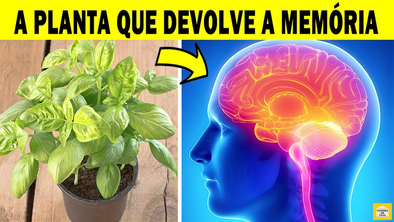 Esta Planta Recupera Sua Memória, Protege Seu Cérebro e Cuida do Seu Coração | MANJERICÃO🌿
