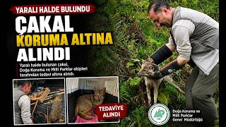 Yaralı Halde Bulunan Çakal Koruma Altına Alındı