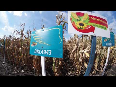 Dekalb DKC4943 kukorica vetőmag KukoricaVetőmag.hu Kft. 2017