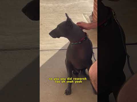 Xoloitzcuintli | AKC Recognized 2024