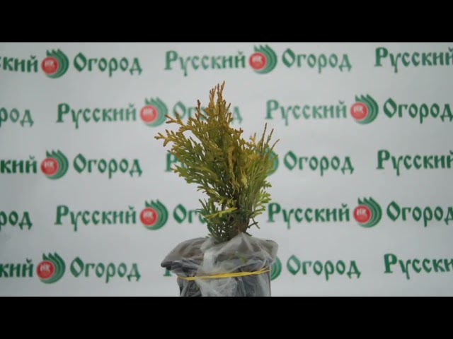 Стандарт поставки видео №1 Туя западная Еллоу Риббон Стандарт поставки видео №1 Туя западная Еллоу Риббон