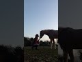 My Soul Mate ️ Dance Canter Wednesday Beautiful Equine Love Equestrian Shetland Trot 2023