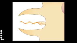 Process of Type III Secretion