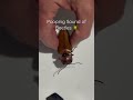 Pooping Sound Of Beetles
