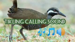 Download lagu Tikling calling sound(Barred rail)Birds sound|birds song|100%Very Effective (Via Bluetooth). mp3 Download lagu Tikling calling sound(Barred rail)Birds sound|birds song|100%Very Effective (Via Bluetooth). mp3